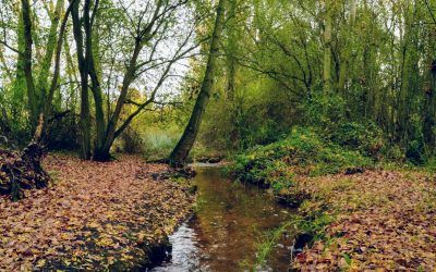 Agua de otoño